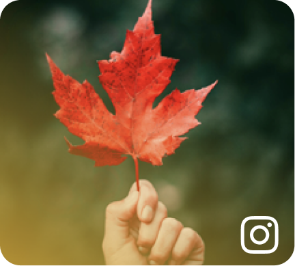 A hand holding a red maple leaf